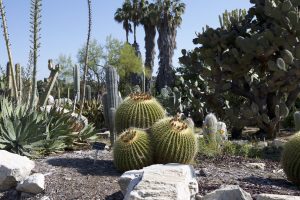 South Coast Botanic Garden Jewel Of The Palos Verdes Peninsula