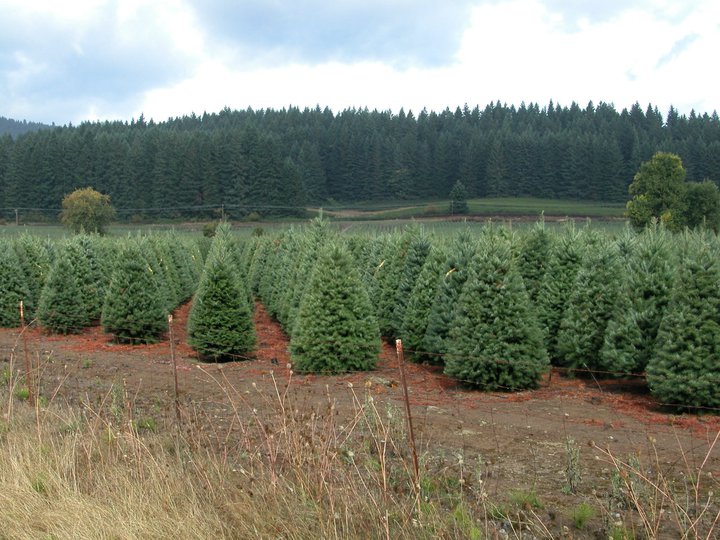 The Christmas Tree House Discover Torrance