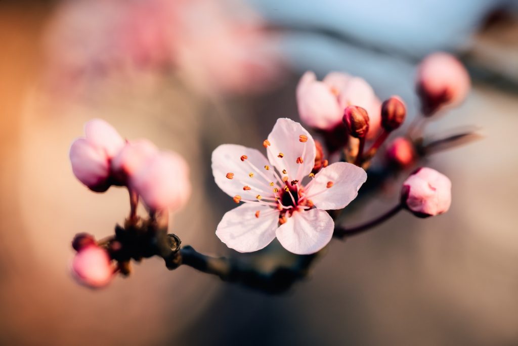 Closeup of sagura at Torrance Cherry Blossom Festival