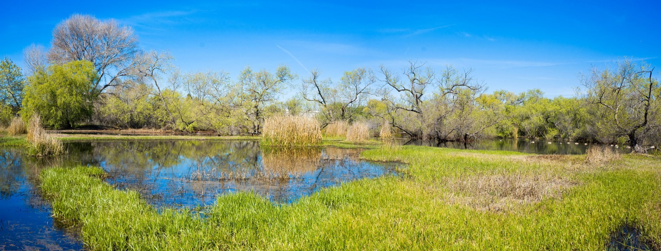 Madrona Marsh - Discover Torrance