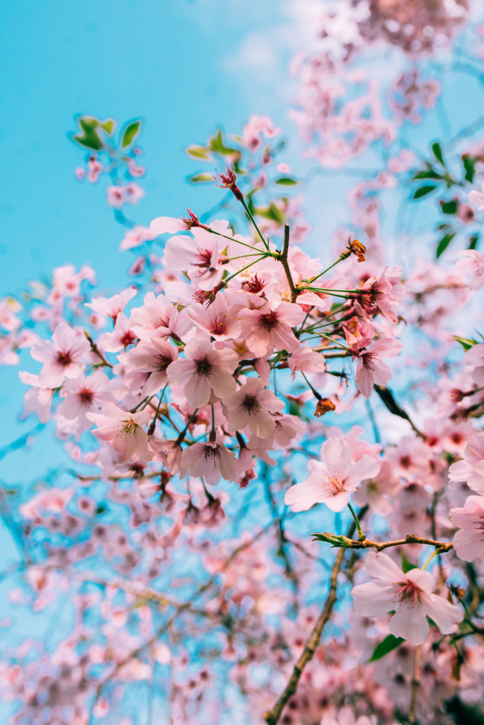 Cherry Blossom Cultural Festival Discover Torrance