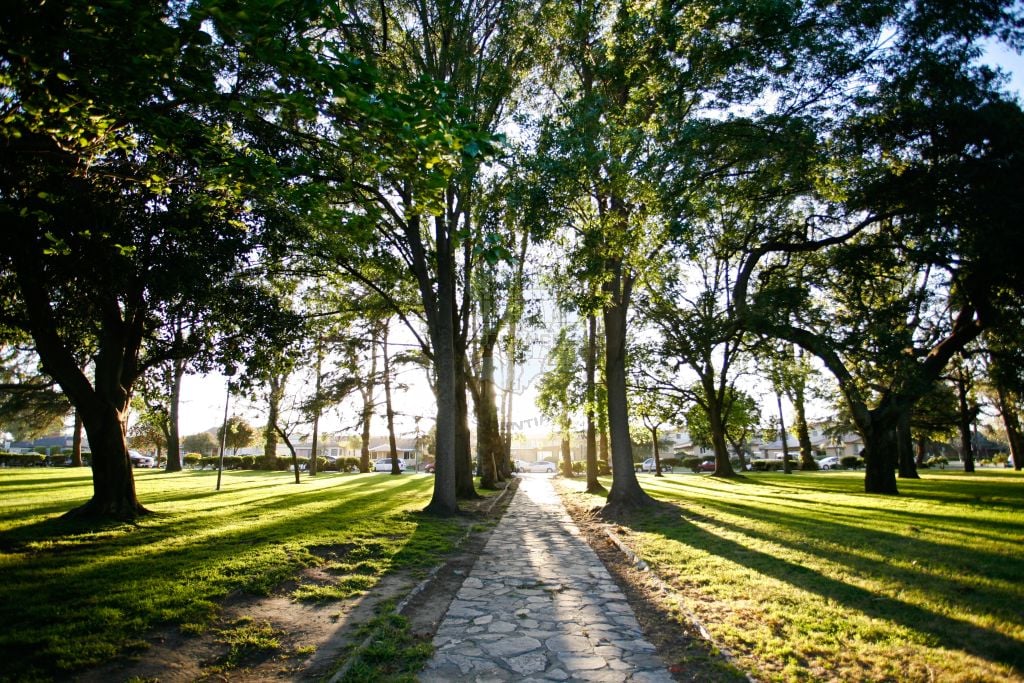 Torrance Park image of grass and trees