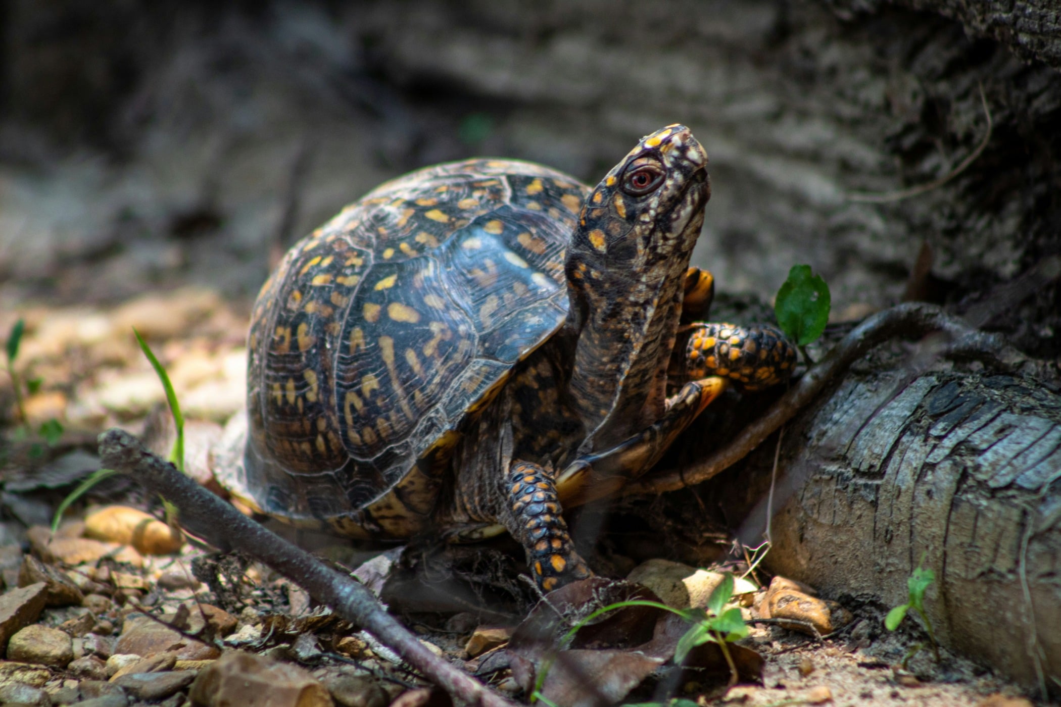 Madrona Marsh Turtle and Tortoise Day